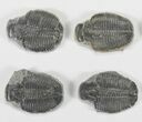 Lot: / Elrathia Trilobite Molt Fossils - Pieces #79024-1